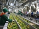 Ligne de production complète de petits fruits pour usine de transformation de jus de mangue