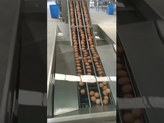 machine à casser des œufs de type vertical