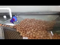 usine de transformation d'œufs liquides avec écrasateur d'œufs et pasteurisation