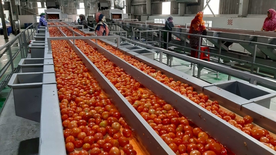 Vente à chaud, usine de production de tomates personnalisée complète, nouvelle machine de transformation de la pomme de terre / jus de tomate / sauce / pâte avec SUS304 / 316 PLC